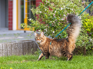 chat en laisse